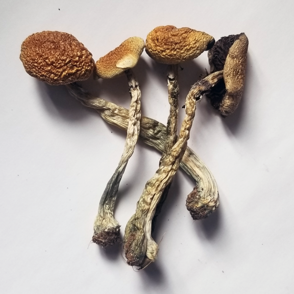 Buy B+ Magic Mushrooms